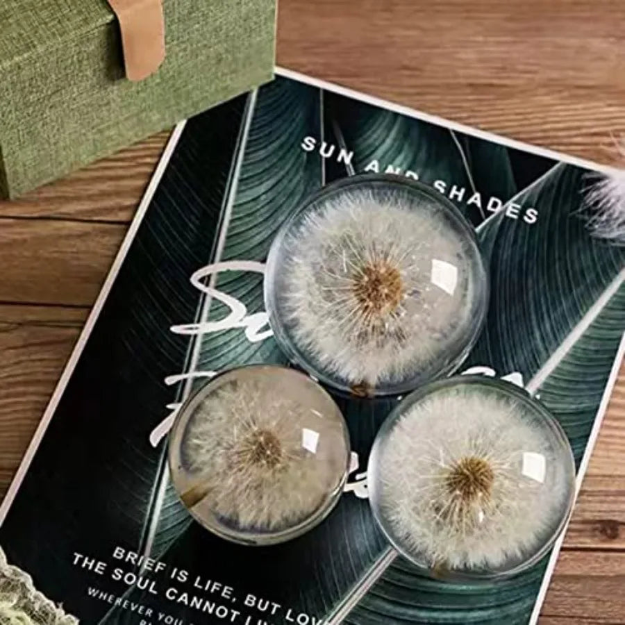 DESHINTKE Real Dandelion Specimen Ball Paperweight Desktop Decor Decoration
