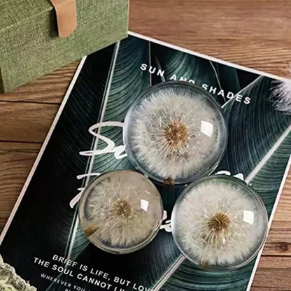 DESHINTKE Real Dandelion Specimen Ball Paperweight Desktop Decor Decoration