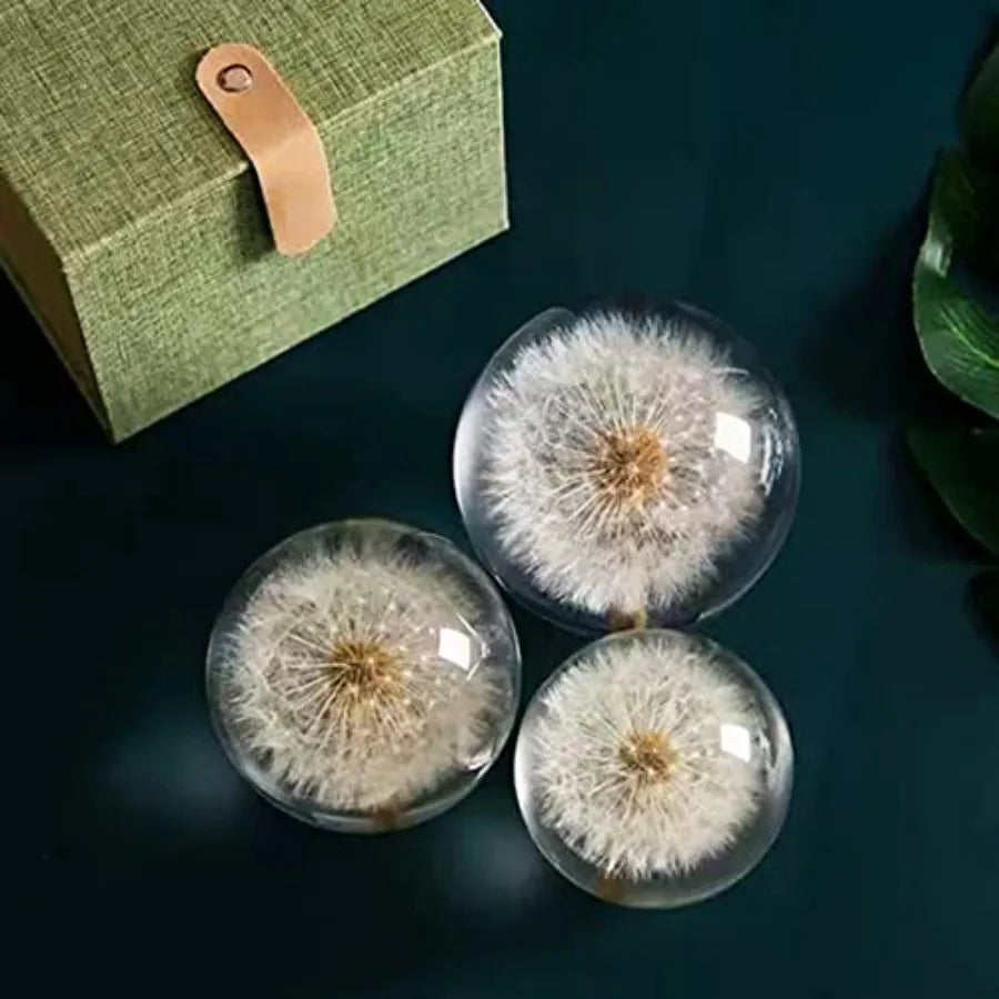 DESHINTKE Real Dandelion Specimen Ball Paperweight Desktop Decor Decoration