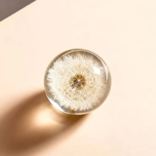 DESHINTKE Real Dandelion Specimen Ball Paperweight Desktop Decor Decoration