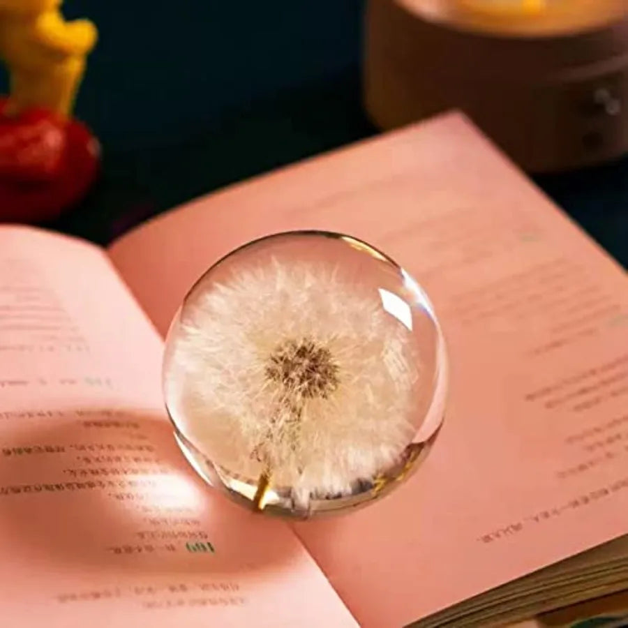 DESHINTKE Real Dandelion Specimen Ball Paperweight Desktop Decor Decoration