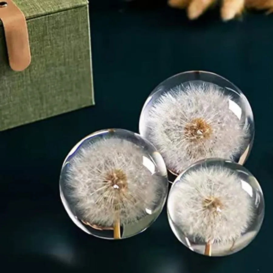 DESHINTKE Real Dandelion Specimen Ball Paperweight Desktop Decor Decoration
